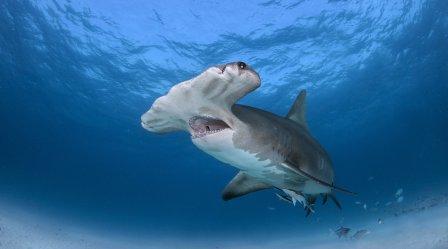 Акула-молот средиземное море