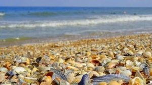 Азовское море ракушечный пляж
