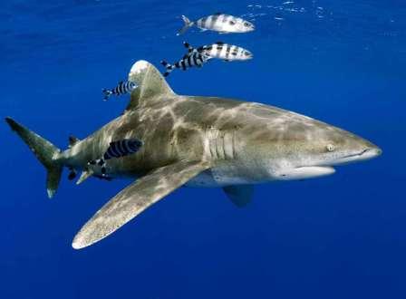 Длиннокрылая акула красное море Египет