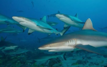 Серая рифовая акула Египет
