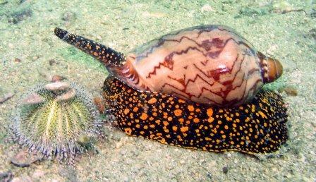 Морской моллюск Конус красное море