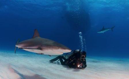 акулы на мальдивских островах