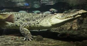 Крокодил океанариум