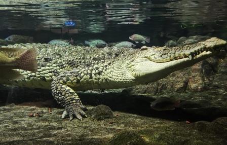 Крокодил океанариум