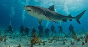 Нападения акул на Кипре