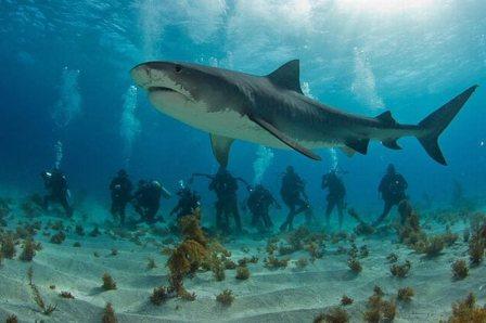 Нападения акул на Кипре