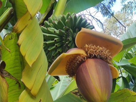 Дендрарий в Сочи пальмы бананы